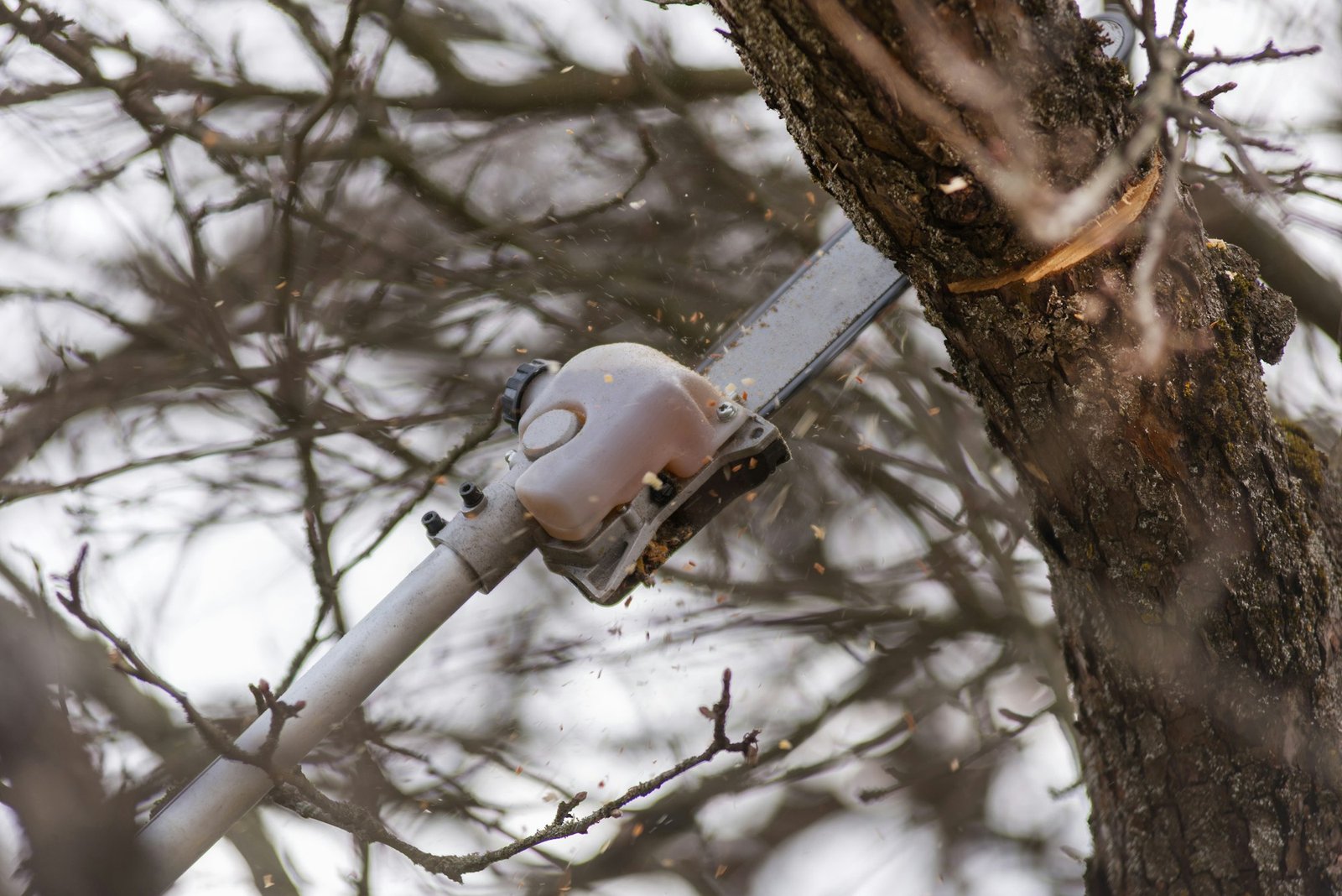 Tree trimming with pole saw in spring