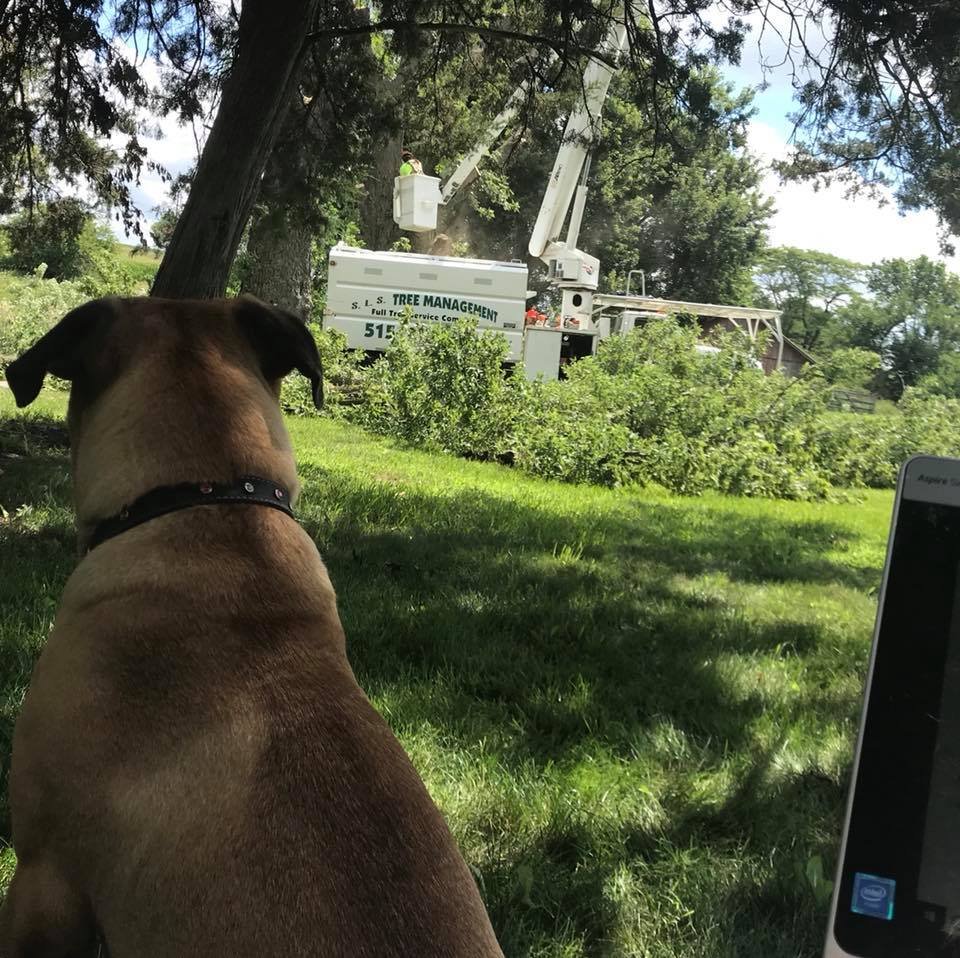 Tree trimming service in Stuart, Iowa by Schwinger
